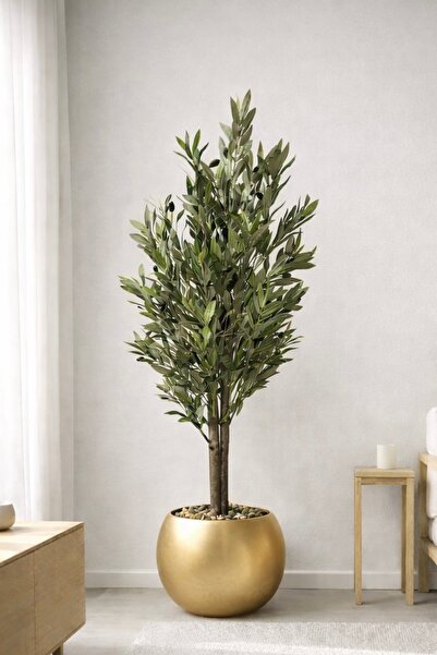 MG شجرة زيتون بفرعين بطول 130 سم بمركن مكور