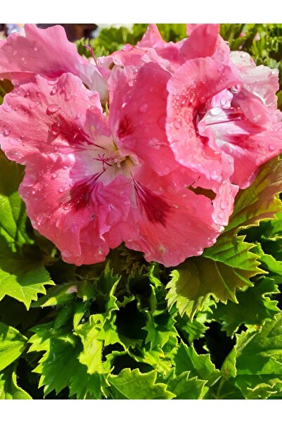 Yalvaç Peyzaj Ceylan Gözü Sardunya Fidanı 10-20 cm