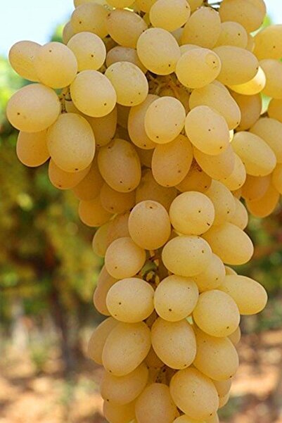 ÇİÇEKFLİX Fide beyaz sultaniye çekirdeksiz 1 adet açık kök