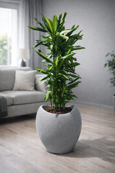 Limon 3D Desing 40 cm Beton Görünümlü Dekoratif Saksı – Dokulu Modern Tasarım...