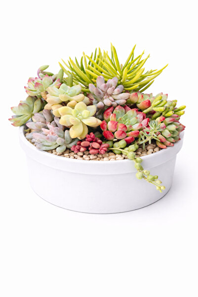 Mialys Premium İthal Sukulent Aranjmanı Hediyelik Canlı Bitki - 12 cm Saksılı...