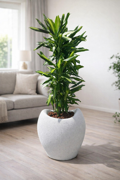 Limon 3D Desing 40 CM Beton Görünüm Avize Saksı Dokulu Dekoratif Modern Tasar...