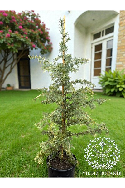 YILDIZ BOTANİK Himalaya Sediri Fidanı Cedrus Deodara Bitkisi 100-120 CM