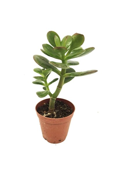 LEVANT Crassula Feng Shui Para Ağacı Fidanı 10-20 cm
