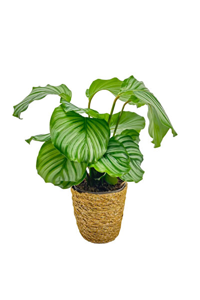Ernaz Bitki Dünyası Calathea Orbifolia (Dua Çiçeği) Canlı Ev & Ofis İç Mekan ...