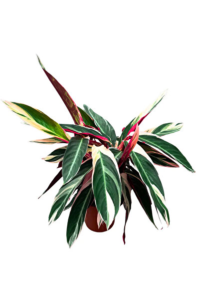 Ernaz Bitki Dünyası Calathea Triostar – Stromanthe Triostar (Dua Çiçeği)