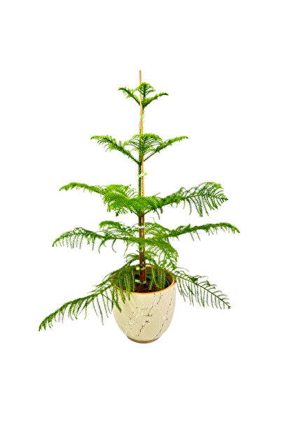 Ernaz Bitki Dünyası Araucaria Heterophylla Salon Çamı (Arokarya) 120-130 cm Boy