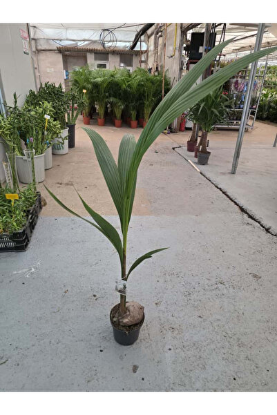 Ernaz Bitki Dünyası Coconut Palm Cocos Nucifera (Hindistan Cevizi Palmiyesi)