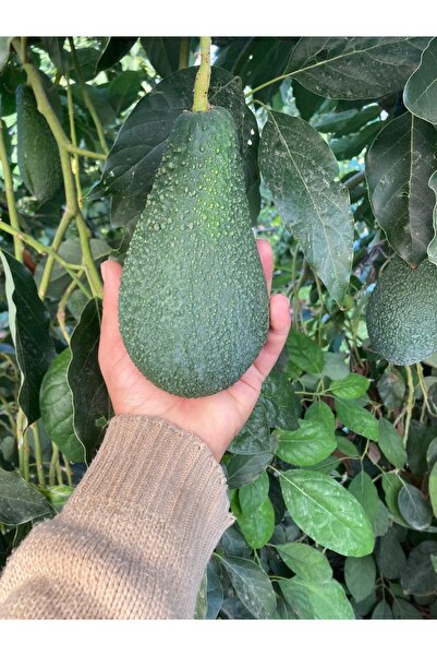 Tropik Dükkanım Dalından Taze Avokado (Pinkerton) 1Kg