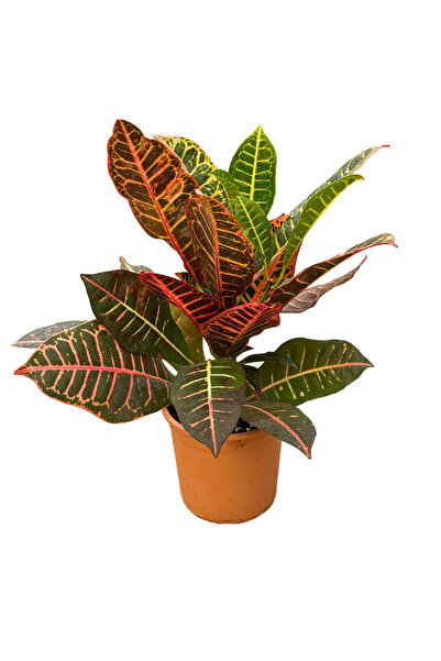 ERNAZ Croton Petra (Kroton Bitkisi) 30-40 cm Boy Canlı Dekoratif İç Mekan Bit...
