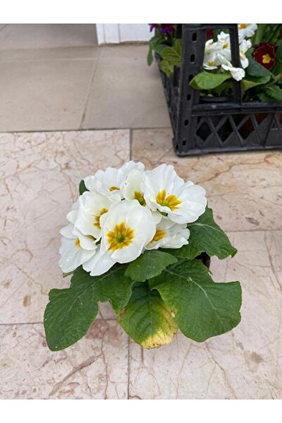 ÇELİK PEYZAJ VE ÇİÇEKÇİLİK çuha çiçeği (3'lü gönderim)