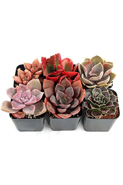Tunç Botanik SUKULENT SETİ KIRMIZI RENKLİ 6'LI SET