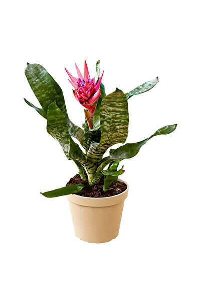 ERNAZ Açmaya Eşmeya - Kupa Çiçeği (Aechmea Fasciata) Tropikal Salon Bitkisi |...