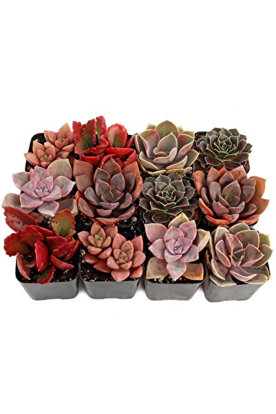 Tunç Botanik SUKULENT SETİ KIRMIZI RENKLİ 24'LÜ SET