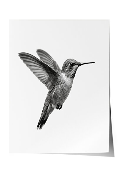 Zestia Poster Negru Alb Minimal Bird Decor pentru Sufragerie