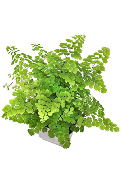 Belora plant Adiantum Raddianum, H 40-50 cm