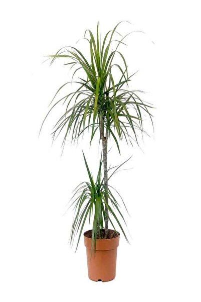 ÇELİK PEYZAJ VE ÇİÇEKÇİLİK Madagaskar Dragon Ağacı - Marginata Çiçeği (Dracen...