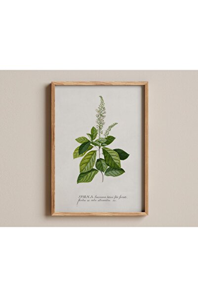 NinaStore Tarçınlı Baskı Georg Dionysius Ehret Vintage botanik illüstrasyon K...
