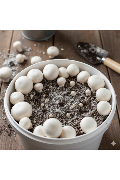 Tarımsal ve Hayvansal Ürünler Beyaz Şapkalı Kültür Mantarı Ekili Deneme Hobi ...