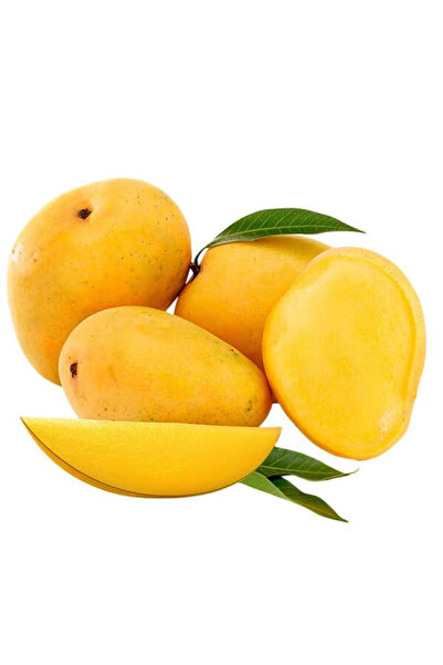 TABER Aşılı Alphonso Mango Fidanı - 2 Yaş - Tüplü 60-70 cm - Saksıda Yetişmey...