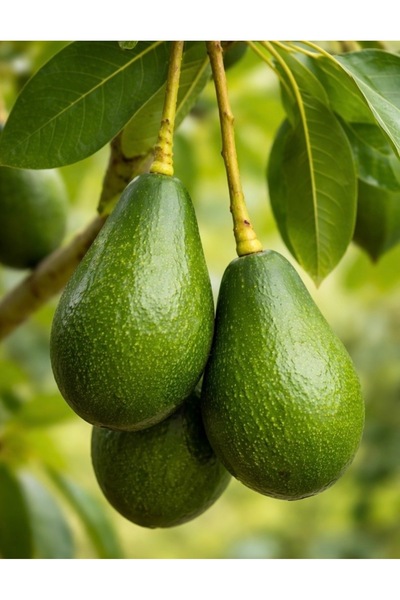 Tropik Dükkanım Dalından Taze Avokado Fuerte (1Kg)