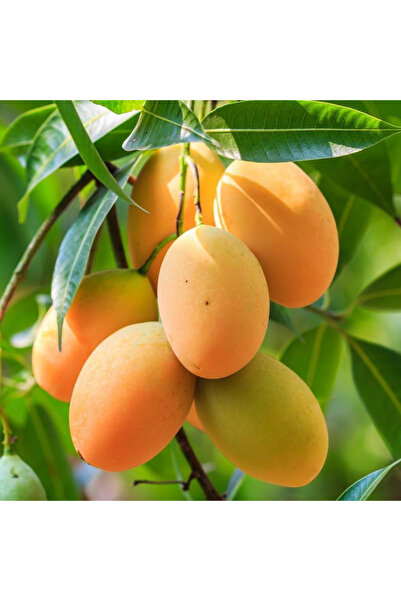 TABER Aşılı Sweet Yellow Mango Fidanı - 2 Yaş - Tüplü 60-70 cm - Yüksek Şeker...