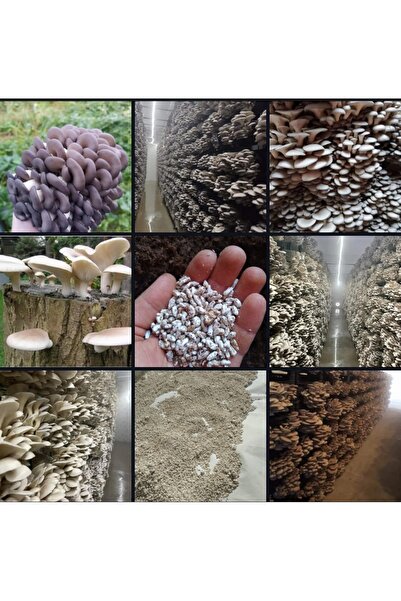 Tarımsal ve Hayvansal Ürünler 30.000 Adet İstiridye Kavak Mantarı Tohumu + Ek...