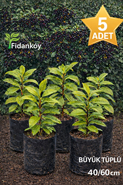 FİDANKÖY Karayemis, Laz kirazı 5 adet büyük tüplü 40/60 cm