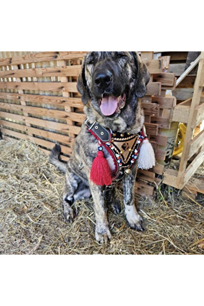 FeyzaDesign Deriden Gladyatör Kangal Köpek Göğüslük ve Tasma Seti, Avrupa Model