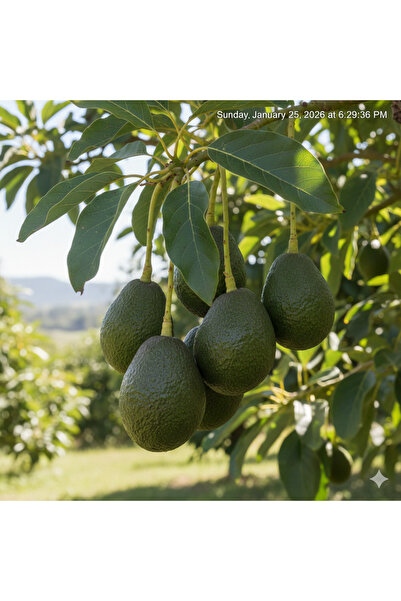 MANAVGOOD Avokado 10 Adet (80-120 Gr) Taze Hasat Yerli Üretim