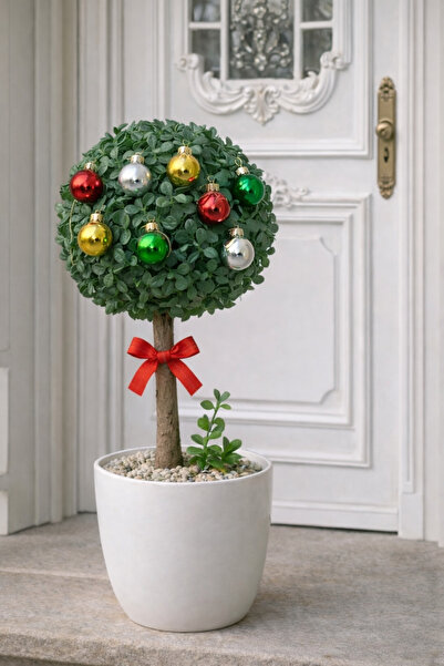 Marrone Colorful Beauty Balcony Terrace Garden Door Front Tree 50 cm