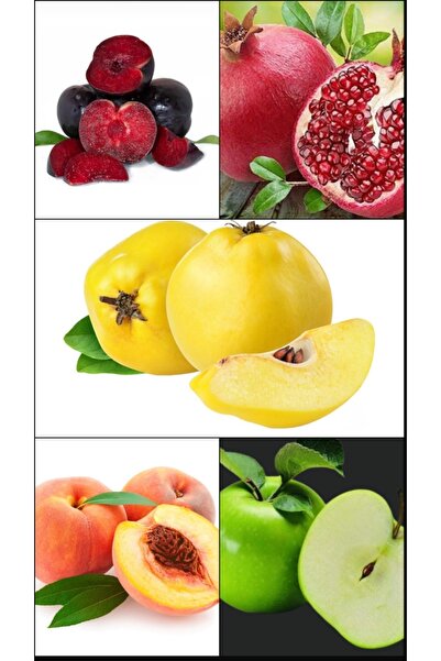 ÇANKIRI BOTANİK AŞILI 5 ÇEŞİT KARIŞIK MEYVE FİDANI- ŞEFTALİ, NAR, SİYAH ERİK,...