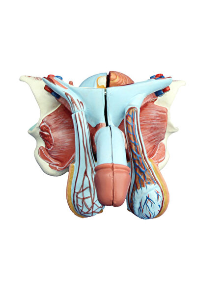 EgeAnatomi Maketleri Erkek Genital Organ Modeli - Erkek Genital Organ Maketi