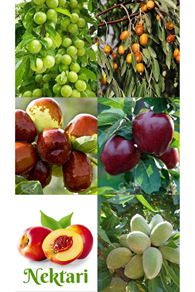 ÇANKIRI BOTANİK AŞILI İKİ YAŞLI 6 ÇEŞİT MEYVE FİDANI & ARAPKIZI ELMA-HÜNNAP-İ...