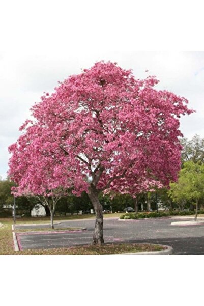 genric بذور شجرة التابيبويا الوردية (تابويا الوردية) - 25 بذرة