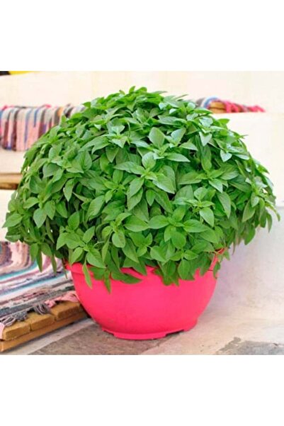 genric بذور الريحان الساخنة (أوسيموم باسيليكوم الحد الأدنى)