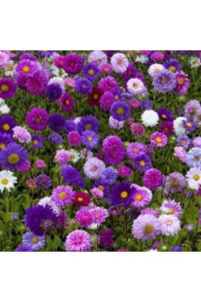 genric بذور زهرة الأستر (Callistephus chinensis) - 100 بذرة