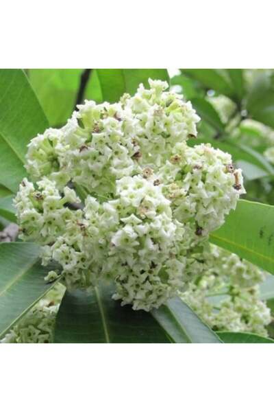 genric Million Flower Tree Seeds - Alstonia (Alstonia scholaris)