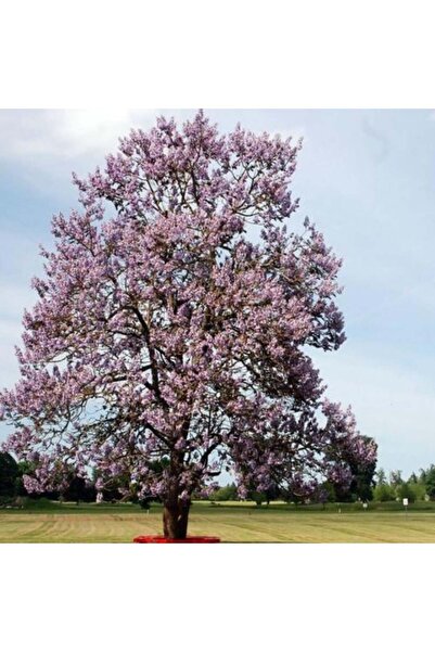 genric بذور شجرة الباولونيا الأميرة (Paulownia tomentosa) - 100 بذرة