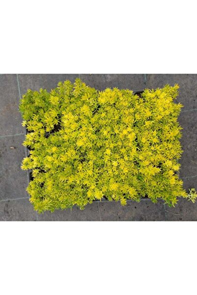 Tunç Botanik SARI SEDUM 15 ADET - YER ÖRTÜCÜ ÇOK YILLIK BİTKİ