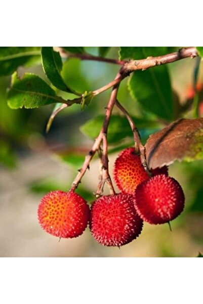 AFYONDOĞAPEYZAJ 3 YAŞ TÜPLÜ DAĞ ÇİLEĞİ FİDANI