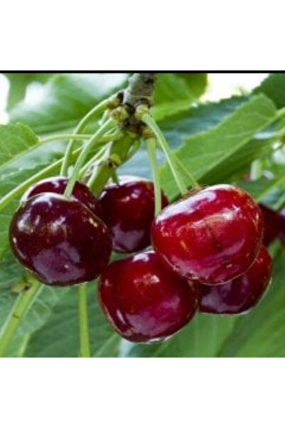 AFYONDOĞAPEYZAJ TÜPLÜ 0900 ZİRAAT AŞILI SERTİFİKALI 3 YAŞ KİRAZ FİDANI