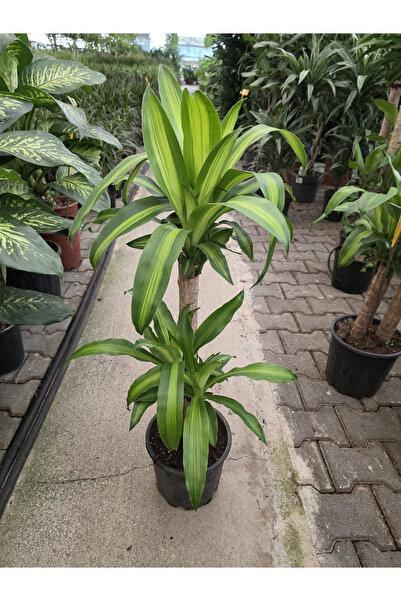 Dracaena Fragrans Bitkisi  - Estetik ve Salkl Ortam