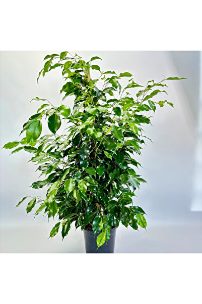 Ernaz Bitki Dünyası Ficus Benjamin Danielle Yeşil Yapraklı | 27 cm Saksı | 14...