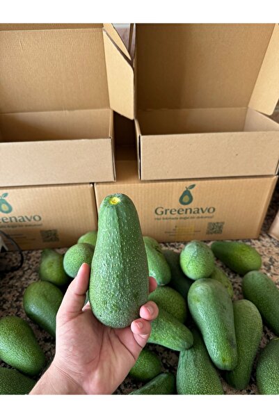 Avokado Kg- Günlük hasat