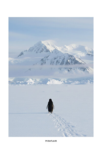 Pixaflair - Nihilist Penguen - Tablo - Çerçevesiz Dekor Poster