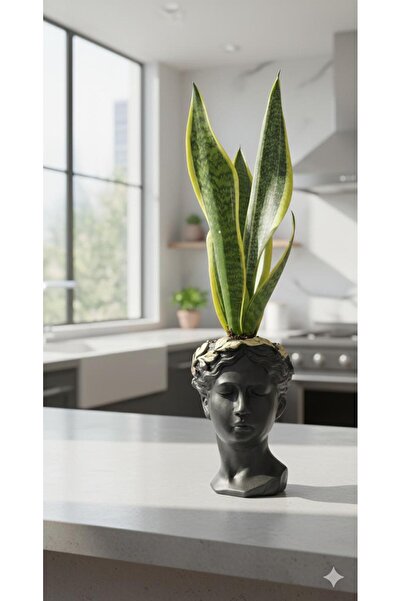 Yades Mitolojik Helen büst saksı & içerisinde canlı paşa kılıcı bitkisi