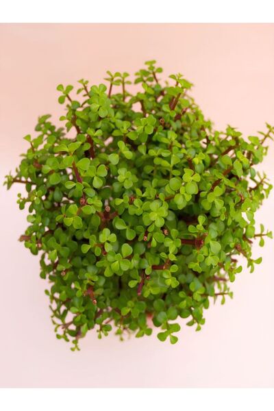 Bitkim Sende Yenilebilir Portulacaria afra Yeşim Para Salon Çiçeği 1 Adet (15...