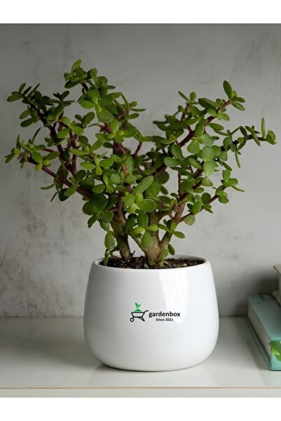 Gardenbox Formlu Yeşim Çiçeği 15-30 cm Saksılı 1 Adet Bonsaiye Uygun Bitki Sa...