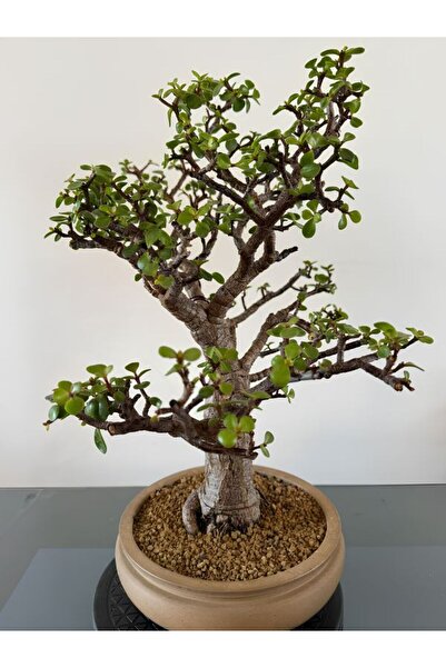 Bitkim Sende Yeşim Para Çiçeği Saksılı 20-30 cm Hediyelik Ofis Bitkisi 1 Adet...